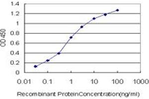 Detection limit for recombinant GST tagged GLUL is approximately 0. (GLUL 抗体  (AA 274-373))