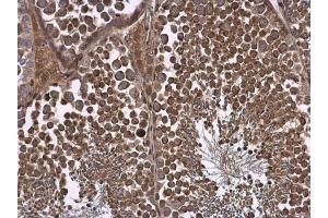 IHC-P Image NPR-C antibody [N3C3] detects NPR-C protein at cell membrane and cytoplasm in mouse testis by immunohistochemical analysis. (NPR3 抗体)