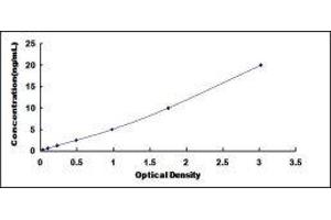 Bridging Integrator 2 (BIN2) ELISA Kit