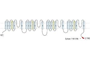 Representative domain view of the target of ABIN7043657.