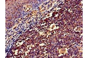 Immunohistochemistry of paraffin-embedded human tonsil tissue using ABIN7161494 at dilution of 1:100 (NCF1 抗体  (AA 63-232))