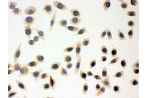 Immunohistochemistry (IHC) image for anti-Peroxiredoxin 5 (PRDX5) (AA 66-198) antibody (ABIN3043906)