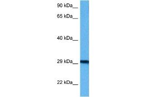 Western Blotting (WB) image for anti-B-Cell Receptor-Associated Protein 31 (BCAP31) (Middle Region) antibody (ABIN2782693)