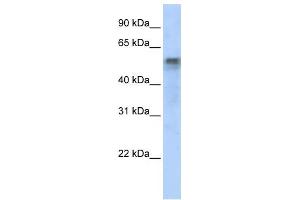 WB Suggested Anti-IRF6 Antibody Titration:  0. (IRF6 抗体  (Middle Region))