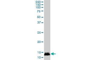 CALML3 MaxPab polyclonal antibody. (CALML3 抗体  (AA 1-149))