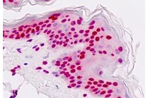 anti-Nuclear Factor I/A (NFIA) (AA 470-498) antibody