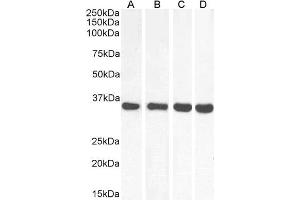 ABIN5539864 (0. (MDH2 抗体  (Internal Region))