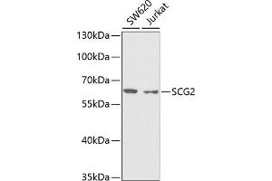 Western blot analysis of extracts of various cell lines, using SCG2 antibody (ABIN6129461, ABIN6147421, ABIN6147423 and ABIN6222065) at 1:1000 dilution. (SCG2 抗体  (AA 30-320))