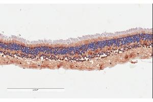 ABIN570842 (4µg/ml) staining of paraffin embedded Human Retina. (ARMS2 抗体  (Internal Region))
