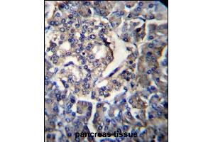 RPL35 Antibody (C-term) (ABIN656883 and ABIN2846083) immunohistochemistry analysis in formalin fixed and paraffin embedded human pancreas tissue followed by peroxidase conjugation of the secondary antibody and DAB staining. (RPL35 抗体  (C-Term))