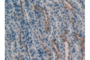 IHC-P analysis of Mouse Kidney Tissue, with DAB staining. (HSPA1B 抗体  (AA 1-642))