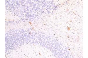 ABIN334397 (4µg/ml) staining of paraffin embedded Mouse Brain. (Fascin 2 抗体  (Internal Region))