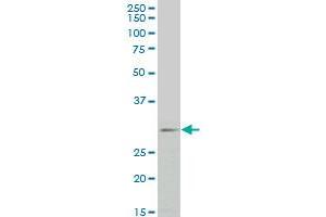 FGF8 monoclonal antibody (M01), clone 2A10 Western Blot analysis of FGF8 expression in HepG2 . (FGF8 抗体  (AA 65-133))