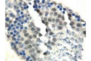 Image no. 1 for anti-DNA Repair Protein Homolog 1 (RAD51) (N-Term) antibody (ABIN1495062) (RAD51 抗体  (N-Term))