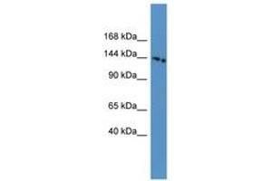 Image no. 1 for anti-Electrogenic Sodium Bicarbonate Cotransporter 4 (NBC4) (AA 148-197) antibody (ABIN6746233) (NBC4 抗体  (AA 148-197))
