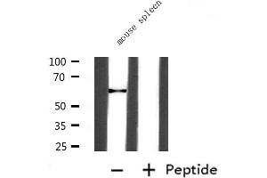 Western blot analysis of extracts from Mouse slpeen, using ANGPT2 Antibody. (Angiopoietin 2 抗体  (N-Term))