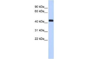 Western Blot showing TRAF1 antibody used at a concentration of 1-2 ug/ml to detect its target protein. (TRAF1 抗体  (Middle Region))