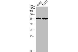Western blot analysis of K562 AD293 using Phospho-MEF-2D (S444) antibody. (MEF2D 抗体  (pSer444))