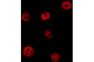 Immunofluorescence (fixed cells) (IF/ICC) image for anti-POU Domain, Class 2, Transcription Factor 1 (POU2F1) (N-Term) antibody (ABIN6259644)