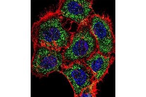 Fluorescent confocal image of A431 cell stained with TSC22D2 Antibody (N-term). (TSC22D2 抗体  (N-Term))