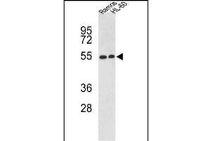 Western blot analysis of NR1H2 Antibody (N-term) (ABIN652465 and ABIN2842316) in Ramos, HL-60 cell line lysates (35 μg/lane). (NR1H2 抗体  (N-Term))