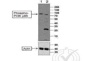 Western Blotting (WB) image for anti-Phosphoinositide 3 Kinase, p85 alpha/gamma (PI3K p85a/g) (pTyr199), (pTyr467) antibody (ABIN744743)