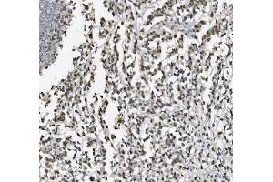 IHC analysis of METTL1 using anti-METTL1 antibody (ABIN7600484). (METTL1 抗体  (AA 2-276))