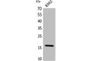Western Blot analysis of K562 cells using CRBP II Polyclonal Antibody. (RBP2 抗体  (Internal Region))