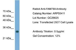 WB Suggested Anti-FAM78A  Antibody Titration: 0. (FAM78A 抗体  (C-Term))