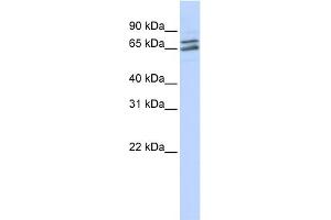 WB Suggested Anti-PAPOLG Antibody Titration:  0. (PAPOLG 抗体  (Middle Region))