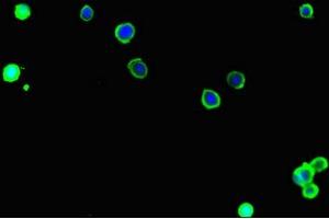 Immunofluorescence (IF) image for anti-Solute Carrier Family 9, Subfamily A (NHE1, Cation Proton Antiporter 1), Member 1 (SLC9A1) (AA 36-102) antibody (ABIN7170023)
