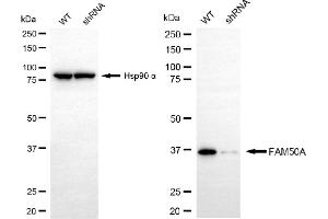 Western blotting analysis using FAM50A antibody (ABIN7798560).