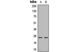 Western blot analysis of Cerebellin 3 expression in HepG2 (A), mouse brain (B) whole cell lysates. (CBLN3 抗体  (C-Term))