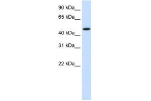 WB Suggested Anti-HSP90B1 Antibody Titration:  1. (GRP94 抗体  (N-Term))