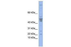 POLE4 antibody used at 0. (POLE4 抗体  (N-Term))