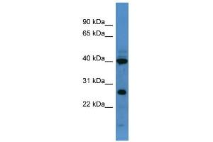 WB Suggested Anti-Foxl2 Antibody Titration:  0. (FOXL2 抗体  (C-Term))