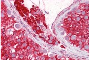 Anti-RTN4 / Nogo antibody IHC staining of human testis. (Reticulon 4 抗体  (AA 14-30))