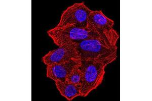 Immunocytochemistry (ICC) image for anti-Ubiquitin Fusion Degradation Protein 1 Homolog (UFD1L) (AA 208-307) antibody (ABIN5542401)