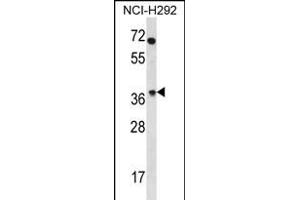 OR4N2 Antibody (N-term) (ABIN656208 and ABIN2845527) western blot analysis in NCI- cell line lysates (35 μg/lane). (OR4N2 抗体  (N-Term))