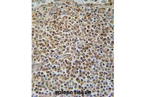 PAX7 Antibody (C-term) immunohistochemistry analysis in formalin fixed and paraffin embedded human spleen tissue followed by peroxidase conjugation of the secondary antibody and DAB staining. (PAX7 抗体  (C-Term))