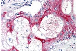 Human Skin, Pilosebaceous Unit (formalin-fixed, paraffin-embedded) stained with CD55 antibody ABIN291344 at 10 ug/ml followed by biotinylated anti-mouse IgG secondary antibody ABIN481714, alkaline phosphatase-streptavidin and chromogen. (CD55 抗体)