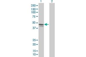 Western Blot analysis of SERPINE1 expression in transfected 293T cell line by SERPINE1 MaxPab polyclonal antibody. (PAI1 抗体  (AA 1-402))