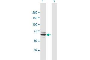 Western Blot analysis of MOXD1 expression in transfected 293T cell line by MOXD1 MaxPab polyclonal antibody. (MOXD1 抗体  (AA 1-613))