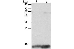 Western Blot analysis of Mouse brain and heart tissue using FXYD1 Polyclonal Antibody at dilution of 1:1290 (FXYD1 抗体)