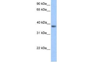 Western Blotting (WB) image for anti-Neurogenic Differentiation 6 (NEUROD6) antibody (ABIN2457951) (NEUROD6 抗体)