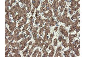 Image no. 7 for anti-Proline Synthetase Co-Transcribed (PROSC) antibody (ABIN1500440)