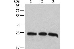 Western blot analysis of 293T cell lysates using CHCHD3 Polyclonal Antibody at dilution of 1:1000 (CHCHD3 抗体)