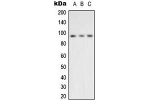 Western blot analysis of VCP expression in HeLa (A), K562 (B), Raw264.