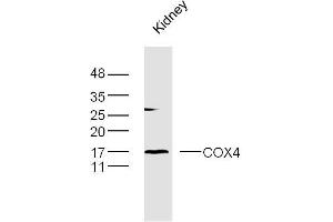Mouse kidney lysates probed with COX4 Polyclonal Antibody, Unconjugated  at 1:300 dilution and 4˚C overnight incubation. (COX IV 抗体  (AA 51-169))