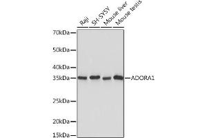 Western blot analysis of extracts of various cell lines, using  Rabbit mAb (ABIN7265453) at 1:1000 dilution. (ADORA1 抗体)
